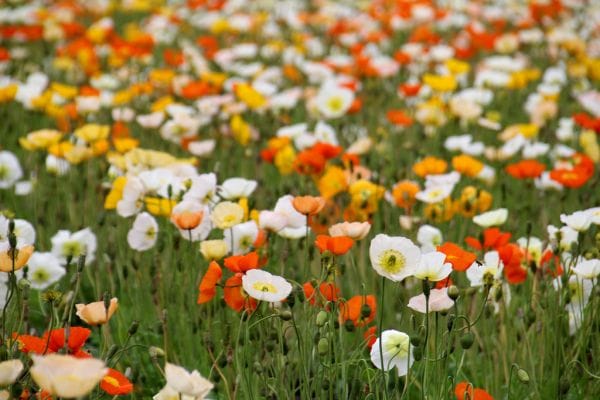 How to Spend a Day in Furano & Biei Flower Fields