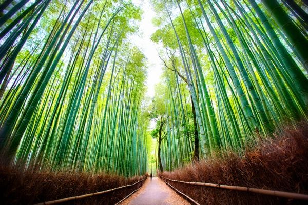 So verbringen Sie einen Tag in Arashiyama und Bambushain
