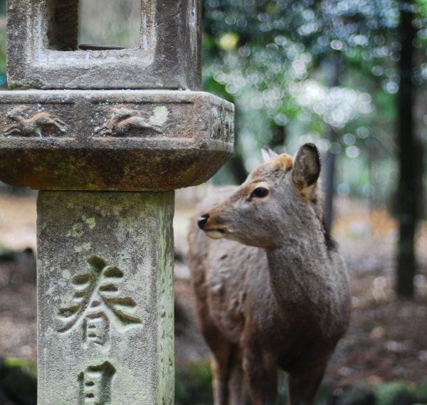 Nara Park (Day Trip)