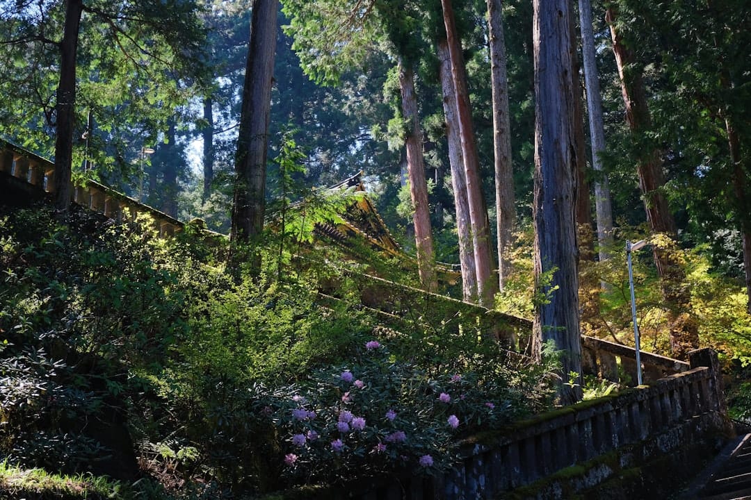 Toshogu Shrine · 180 min