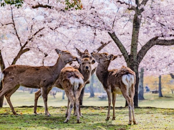 Day trip to Kyoto and Nara — OlaChill day tour
