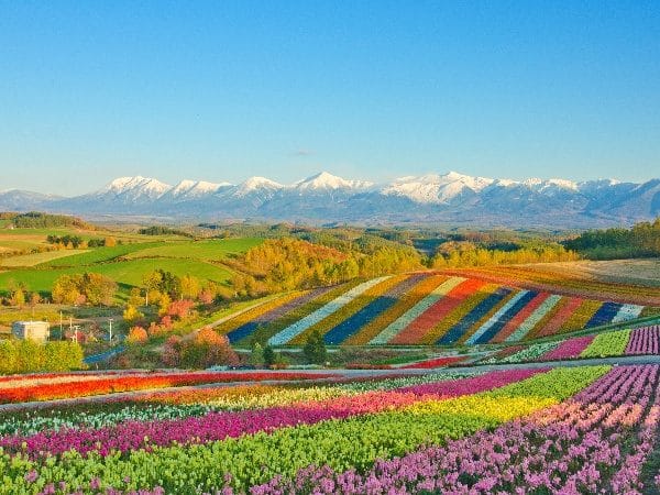 Hokkaido Zoo, Shikisai-no-Oka Snow Play, and Ningle Terrace Day Tour