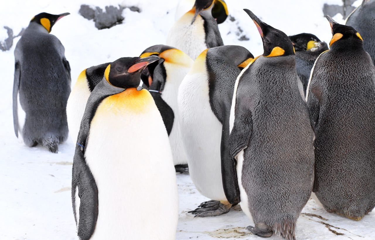 Hokkaido Zoo, Shikisai-no-Oka Snow Play, and Ningle Terrace Day Tour