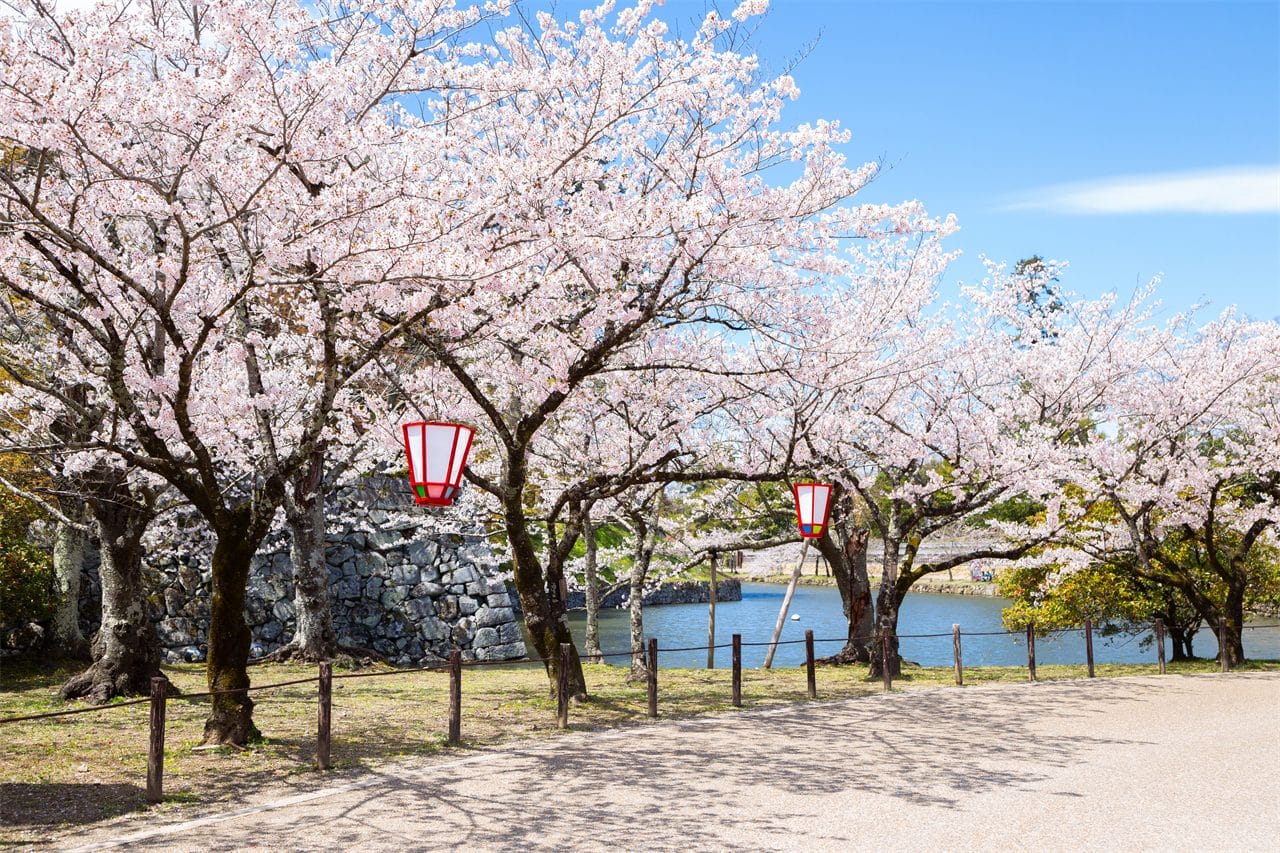 One-day tour to Lake Biwa Observatory, Shirahige Shrine, and Ukimido
