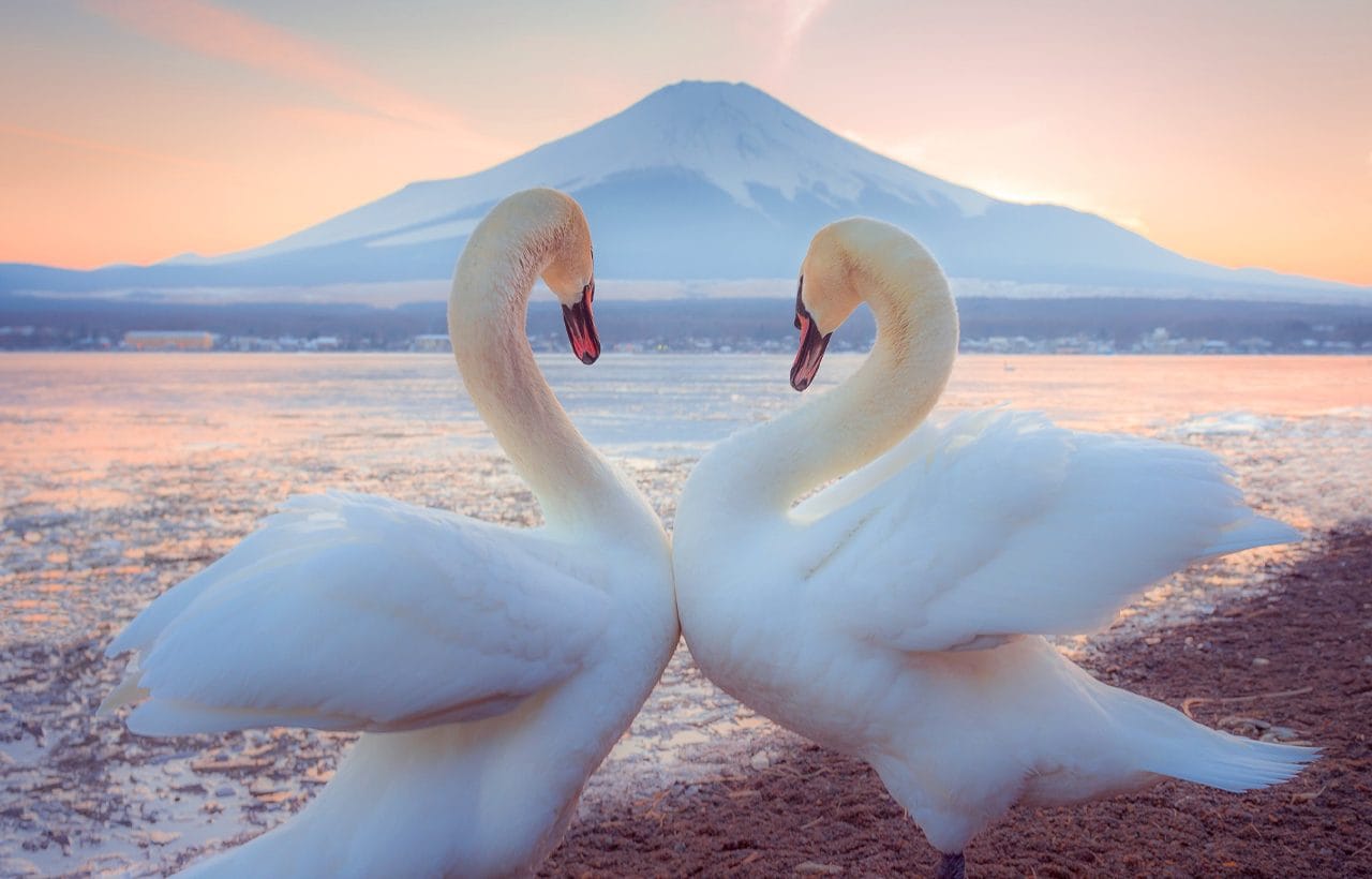 Owakudani Hakone Day Tour