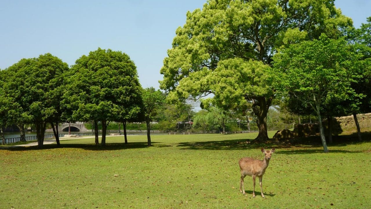 Osaka Ikoma Sky Bicycle & Nara Park Day Tour