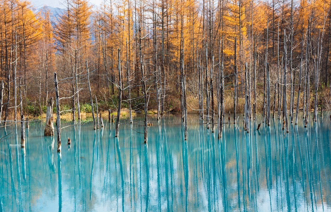 Hokkaido Zoo, Blue Pond, Shirahige Falls, and Instagram-famous Christmas Tree Day Tour