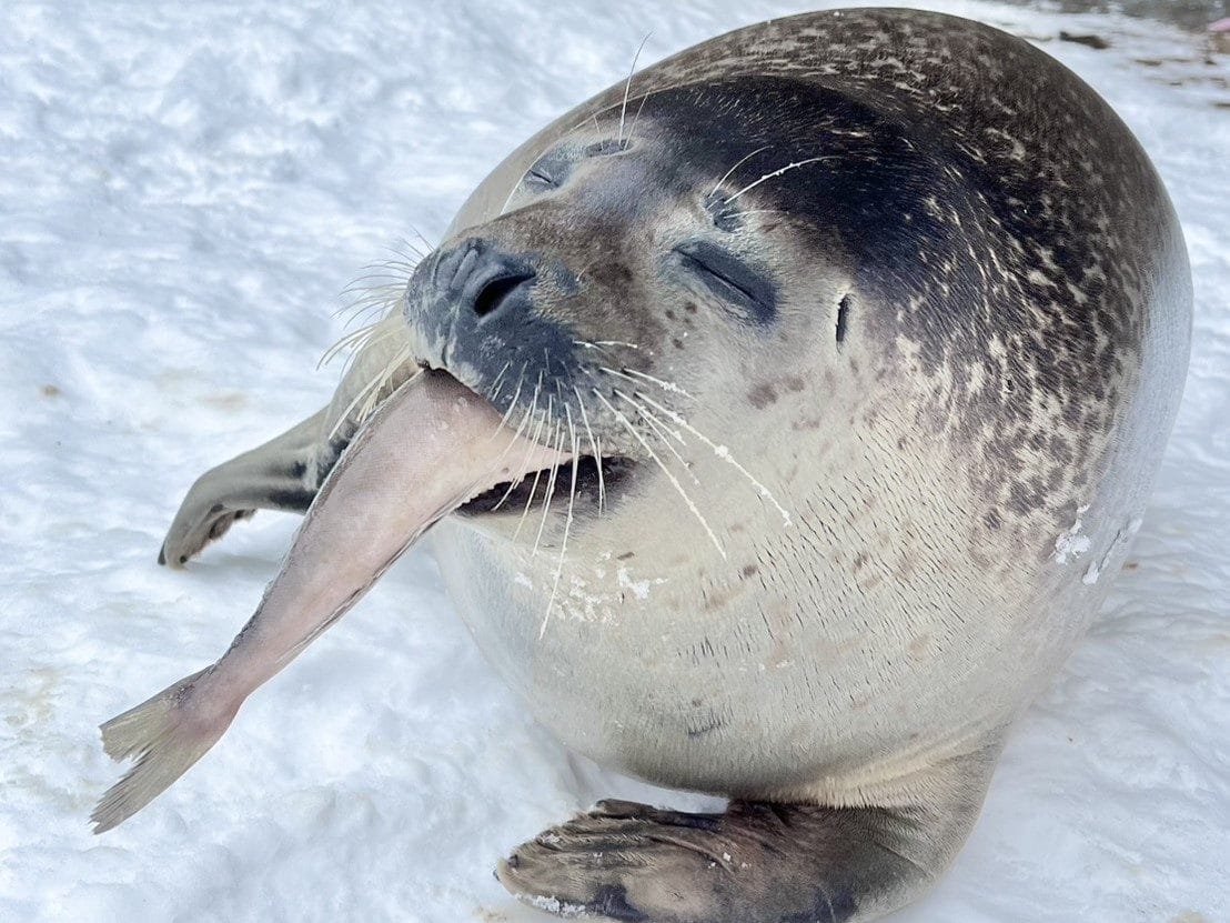 Hokkaido Zoo, Blue Pond, Shirahige Falls, and Instagram-famous Christmas Tree Day Tour