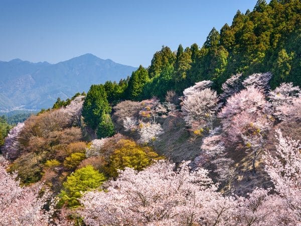 Cherry Blossom Season Special - Nara Yoshino Cherry Blossom Viewing Day Tour