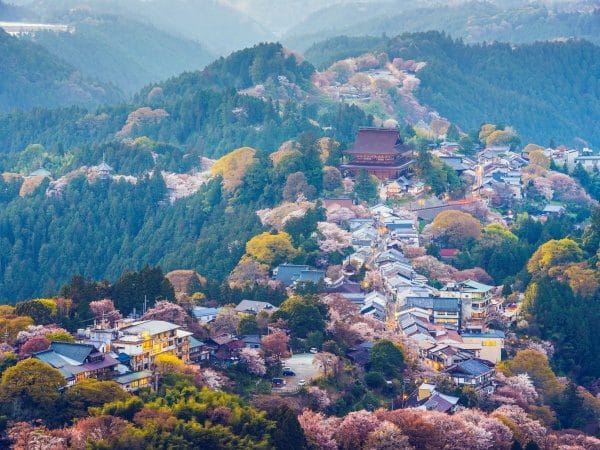 Cherry Blossom Season Special - Nara Yoshino Cherry Blossom Viewing Day Tour — OlaChill day tour