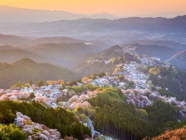 Cherry Blossom Season Special - Nara Yoshino Cherry Blossom Viewing Day Tour