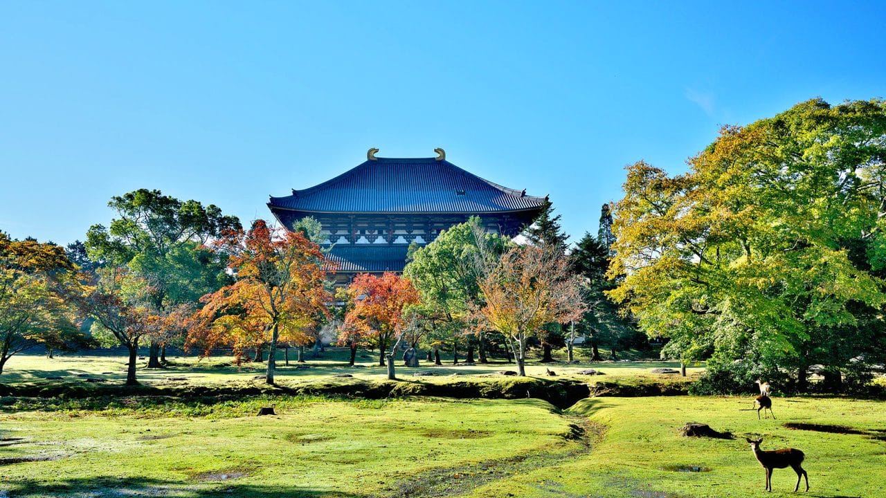 Cherry Blossom Season Special - Nara Yoshino Cherry Blossom Viewing Day Tour