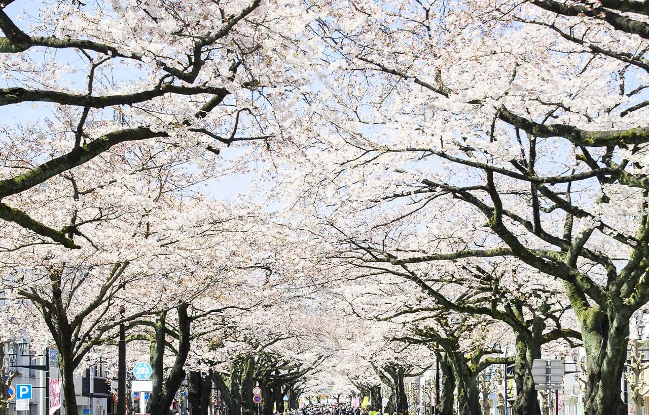 Amebiki Kannon & Hitachi Sakura Festival & Sea Sunset Day Tour