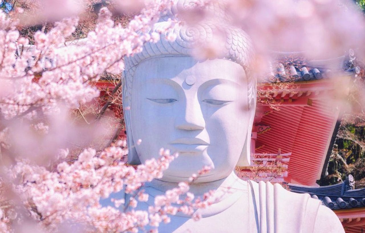 Osaka Kokubun-ji Temple, Matazaemon Cherry Tree, Nara Park & Kasuga Taisha Day Tour — OlaChill day tour