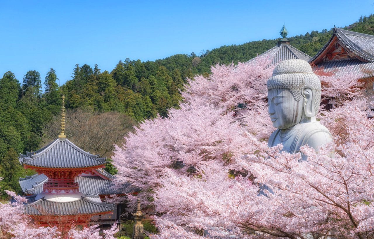 Osaka Kokubun-ji Temple, Matazaemon Cherry Tree, Nara Park & Kasuga Taisha Day Tour