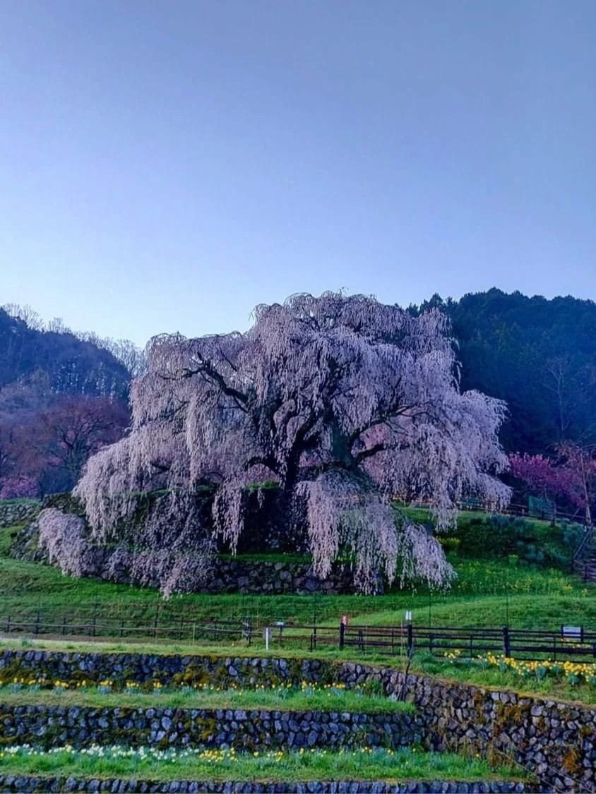 Osaka Kokubun-ji Temple, Matazaemon Cherry Tree, Nara Park & Kasuga Taisha Day Tour