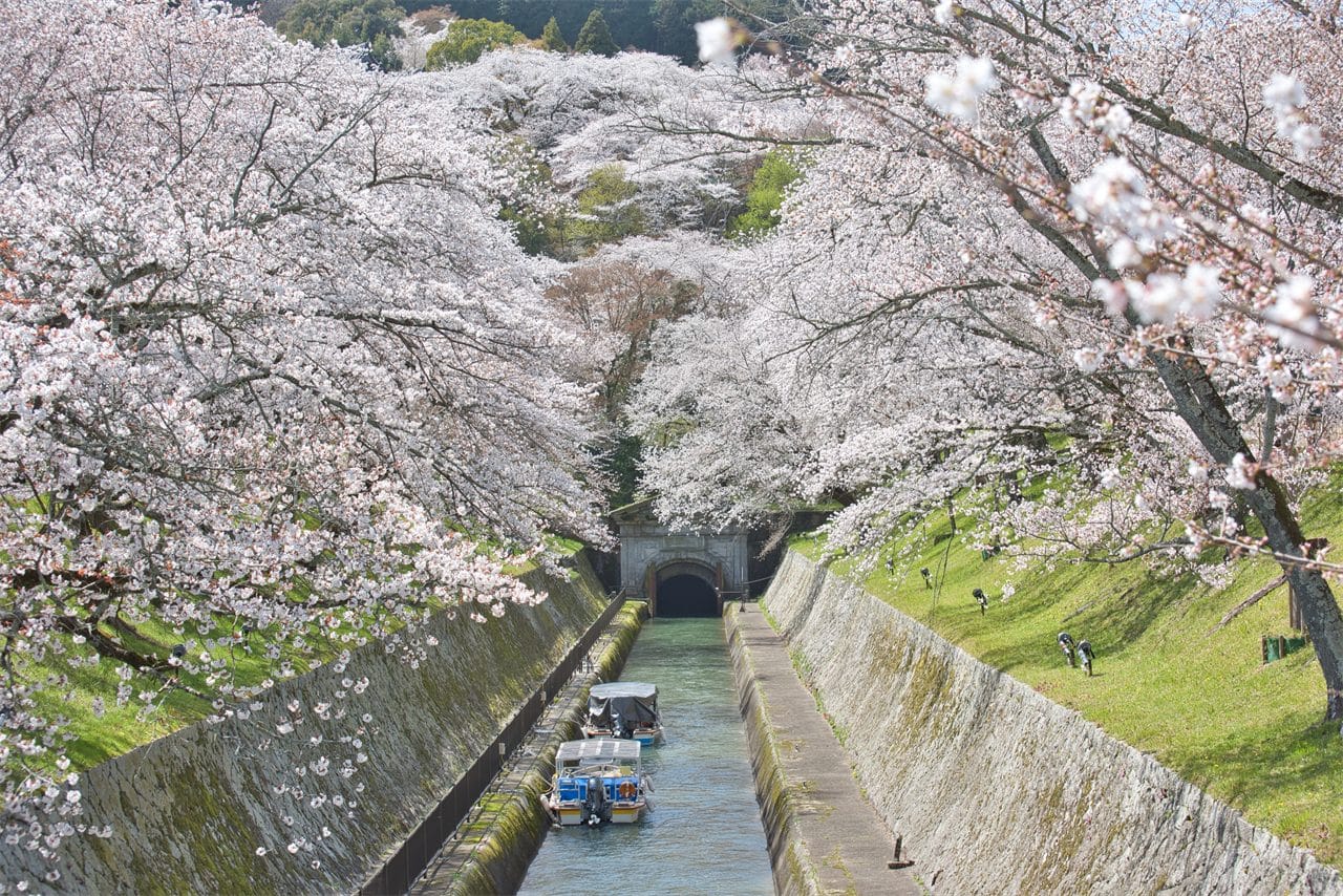 Cherry Blossom Season Special - Miho Museum & Mii-dera Temple Night Sakura Viewing Day Tour