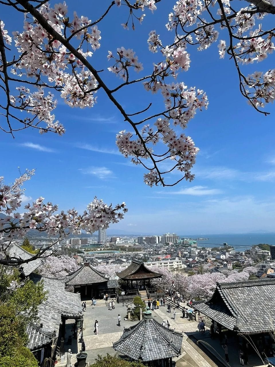 Cherry Blossom Season Special - Miho Museum & Mii-dera Temple Night Sakura Viewing Day Tour