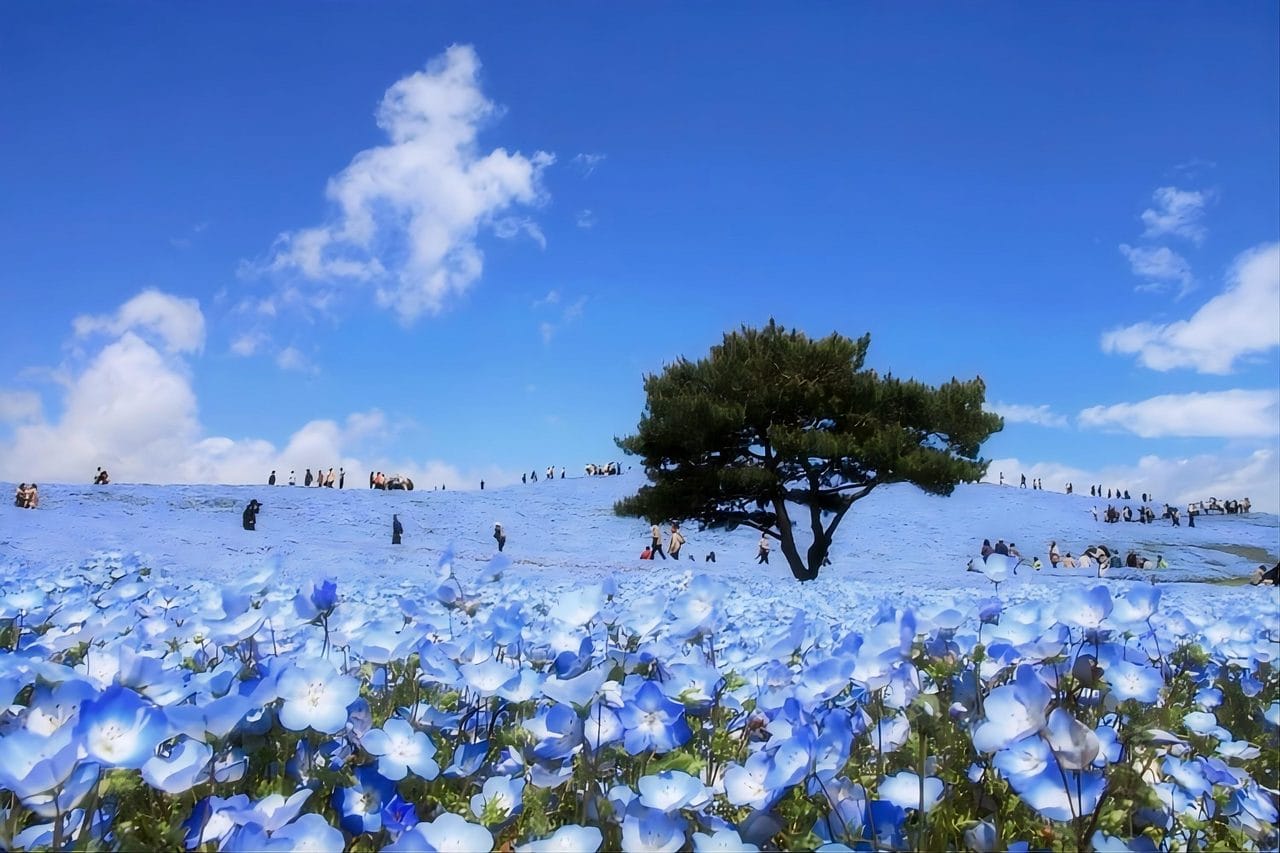 2026 Wisteria Story - Ashikaga Flower Park Night Wisteria & Ibaraki Nemophila Flower Fields Day Tour — OlaChill day tour