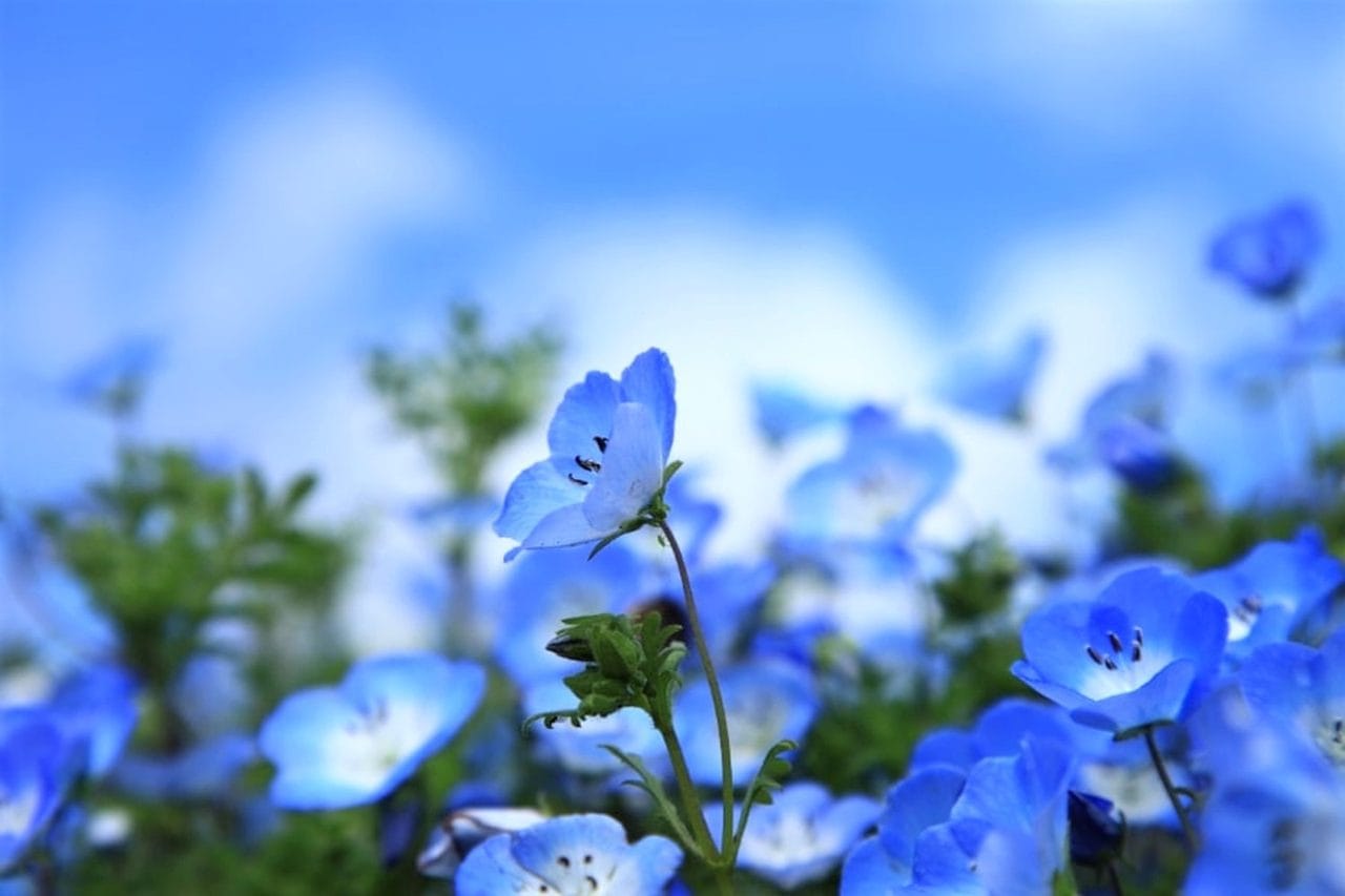2026 Wisteria Story - Ashikaga Flower Park Night Wisteria & Ibaraki Nemophila Flower Fields Day Tour