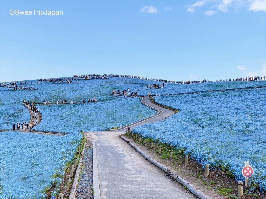 2026 Wisteria Story - Ashikaga Flower Park Night Wisteria & Ibaraki Nemophila Flower Fields Day Tour