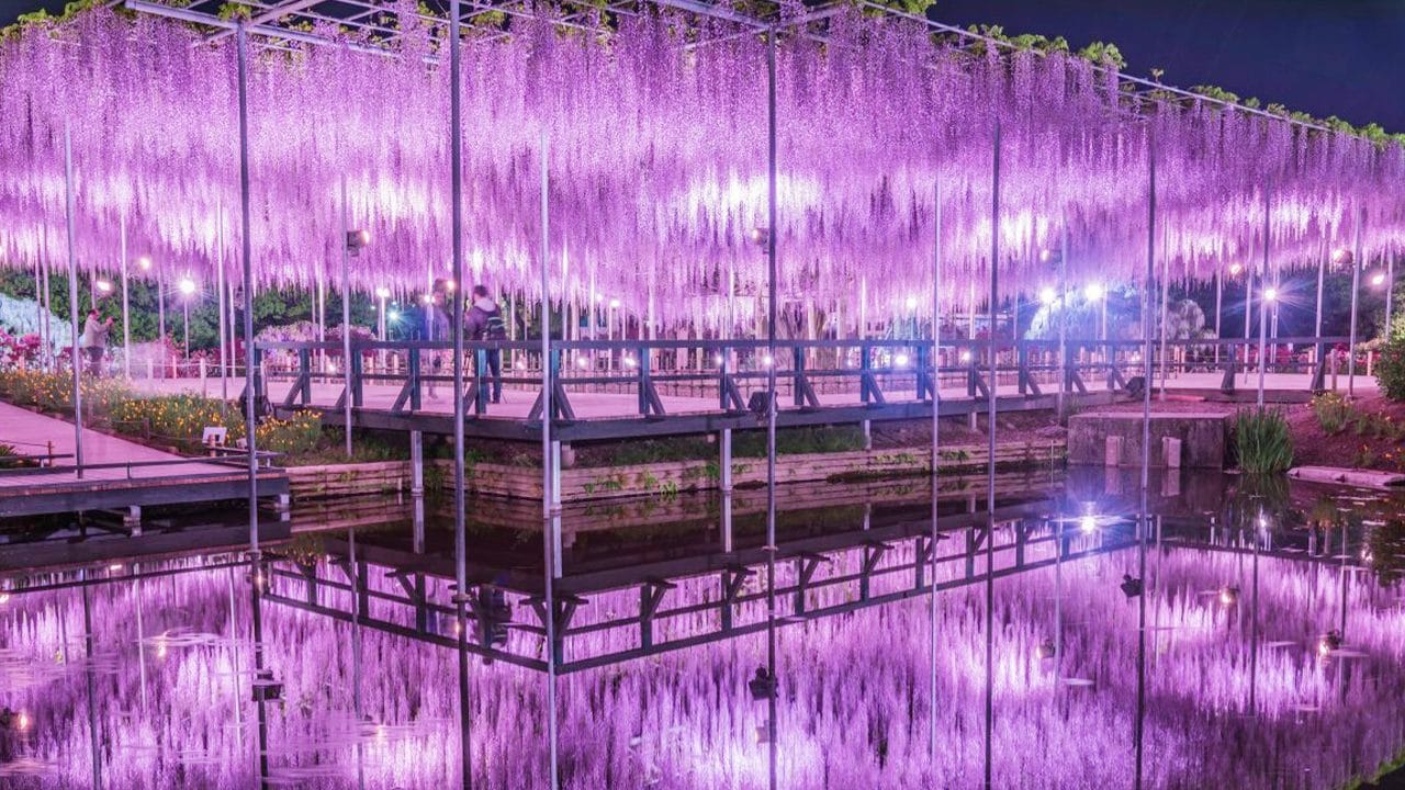 2026 Wisteria Story - Ashikaga Flower Park Night Wisteria & Ibaraki Nemophila Flower Fields Day Tour