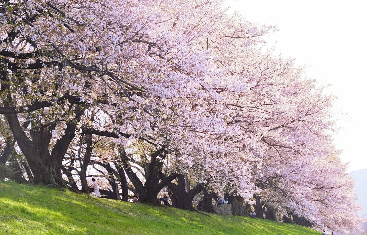 Kyoto Fushimi Momoyama Castle, Jukkoku Boat, Sewari Embankment & Ninnaji Omuro Sakura Day Tour