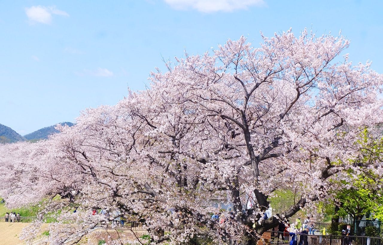 Kyoto Fushimi Momoyama Castle, Jukkoku Boat, Sewari Embankment & Ninnaji Omuro Sakura Day Tour