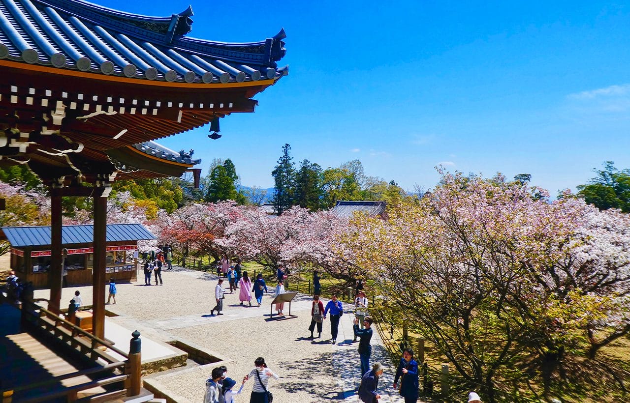 Kyoto Fushimi Momoyama Castle, Jukkoku Boat, Sewari Embankment & Ninnaji Omuro Sakura Day Tour