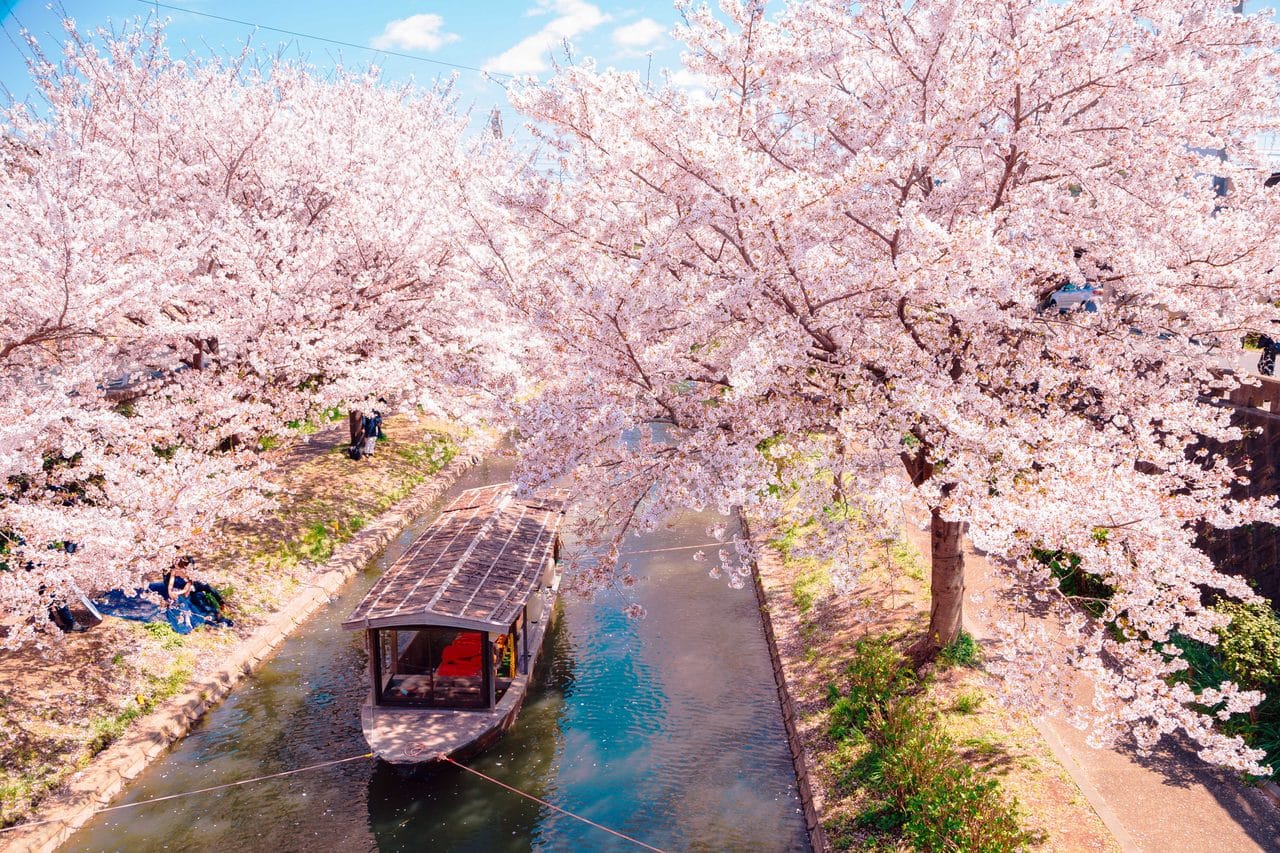 Kyoto Fushimi Momoyama Castle, Jukkoku Boat, Sewari Embankment & Ninnaji Omuro Sakura Day Tour — OlaChill day tour