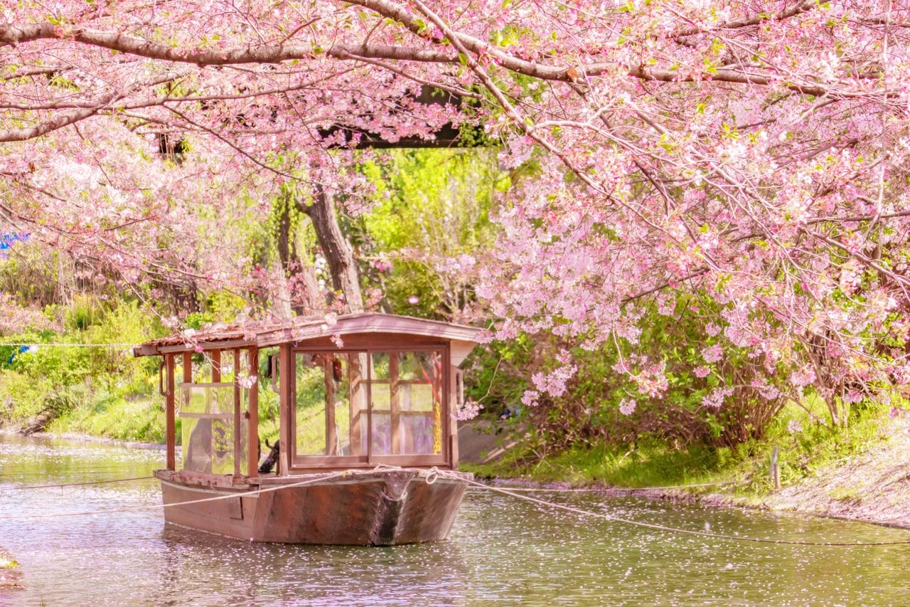 Kyoto Fushimi Momoyama Castle, Jukkoku Boat, Sewari Embankment & Ninnaji Omuro Sakura Day Tour