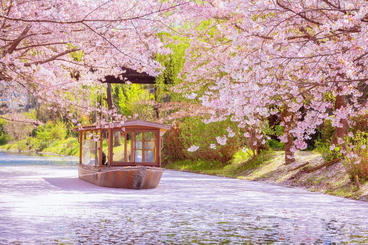 Kyoto Fushimi Momoyama Castle, Jukkoku Boat, Sewari Embankment & Ninnaji Omuro Sakura Day Tour