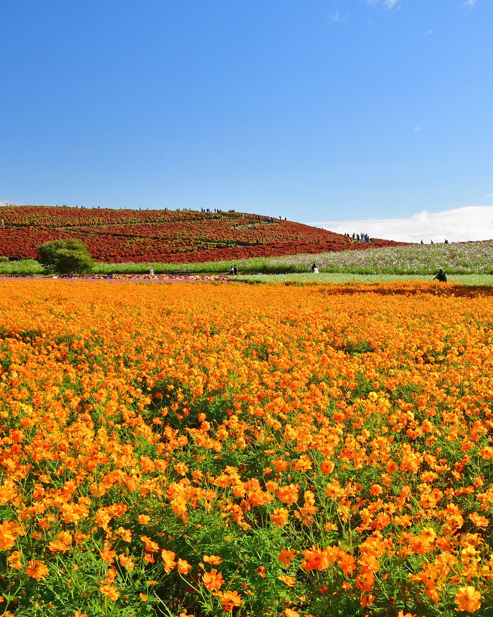Hitachi Seaside Park Kochia & Ushiku Great Buddha Day Tour