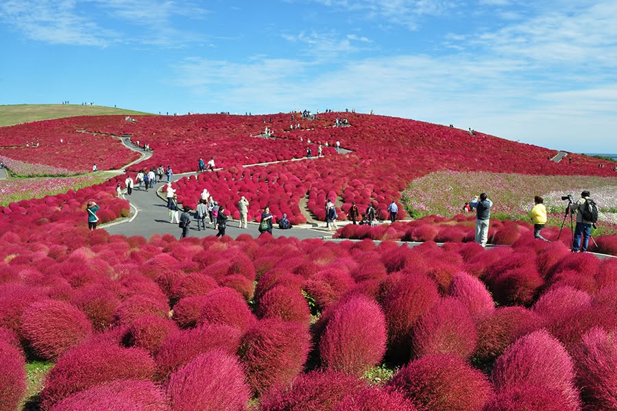 Hitachi Seaside Park Kochia & Ushiku Great Buddha Day Tour — OlaChill day tour