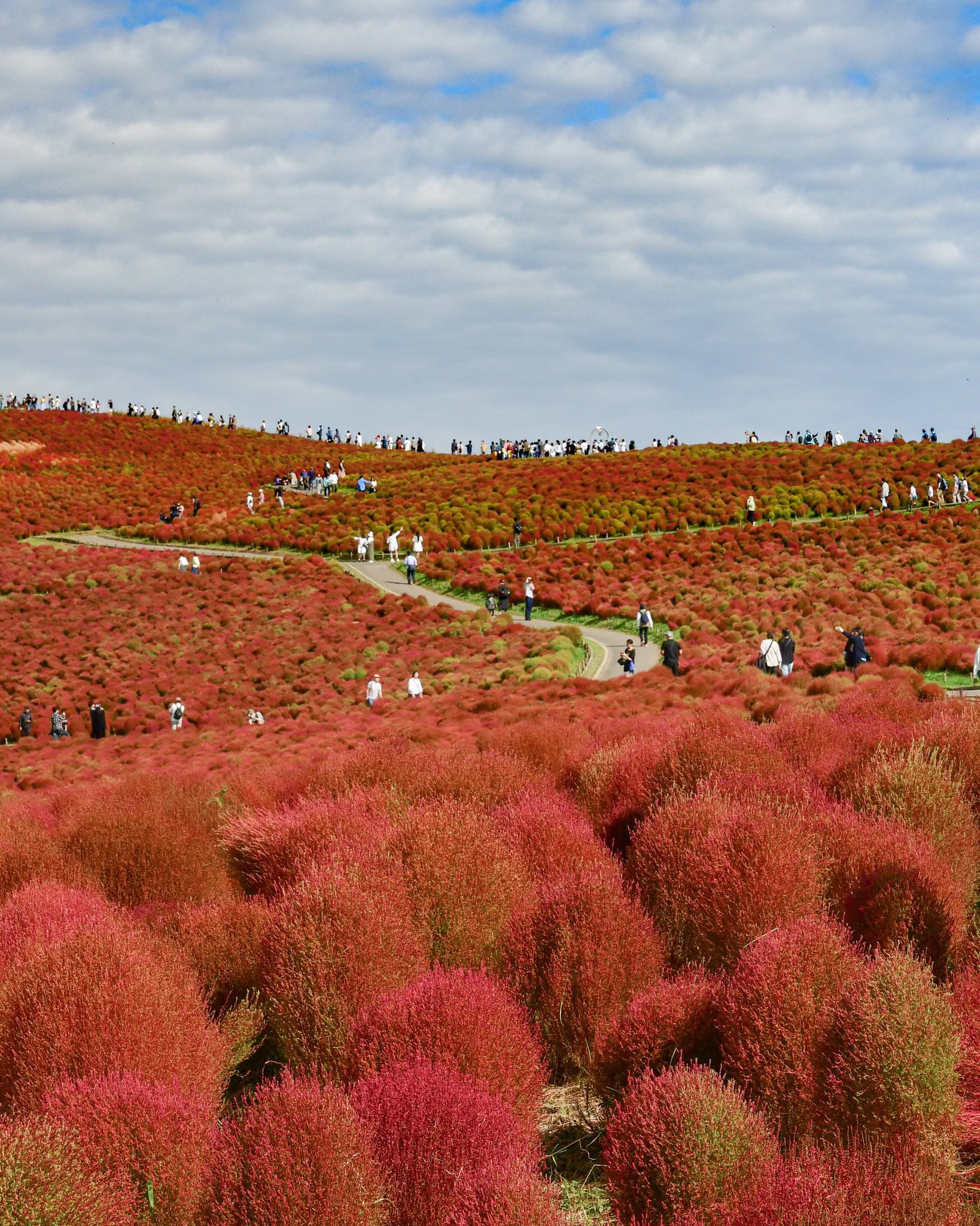 Hitachi Seaside Park Kochia & Ushiku Great Buddha Day Tour