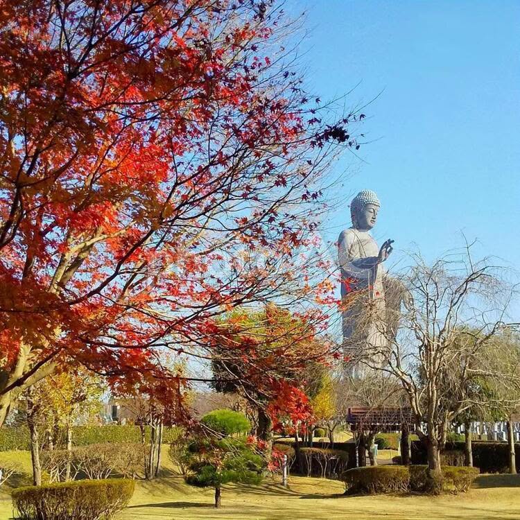 Hitachi Seaside Park Kochia & Ushiku Great Buddha Day Tour