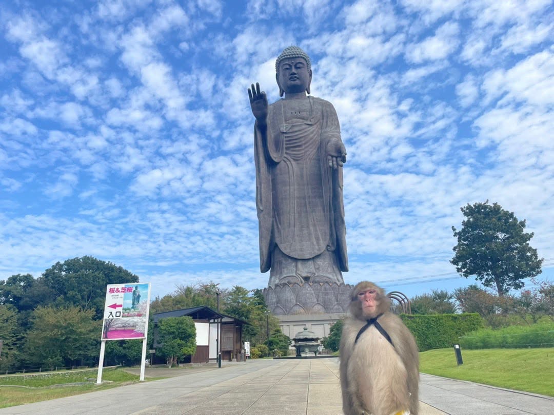 Hitachi Seaside Park Kochia & Ushiku Great Buddha Day Tour
