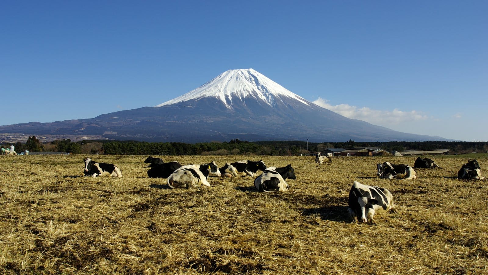 Makaino Farm & Mt Fuji Foothills Day Tour — OlaChill day tour