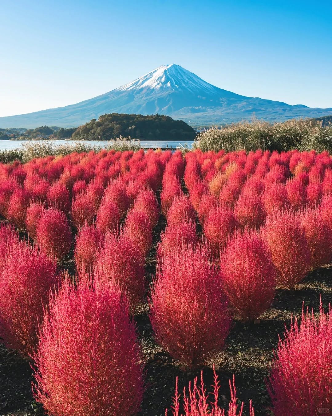 Mt. Fuji & Lake Kawaguchiko Autumn Day Tour — Oishi Park, Lakeside, Momiji Corridor