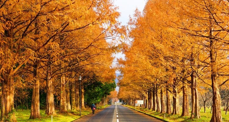 gorgeous autumn scenery