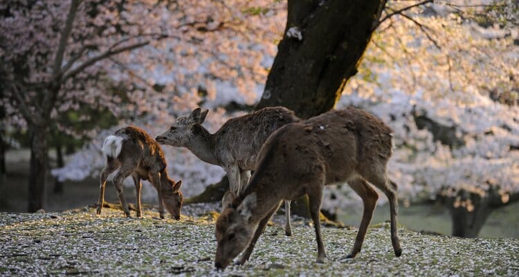deer