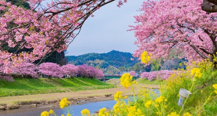 early cherry blossoms