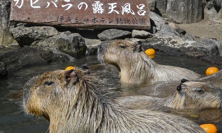 Mount Omuro