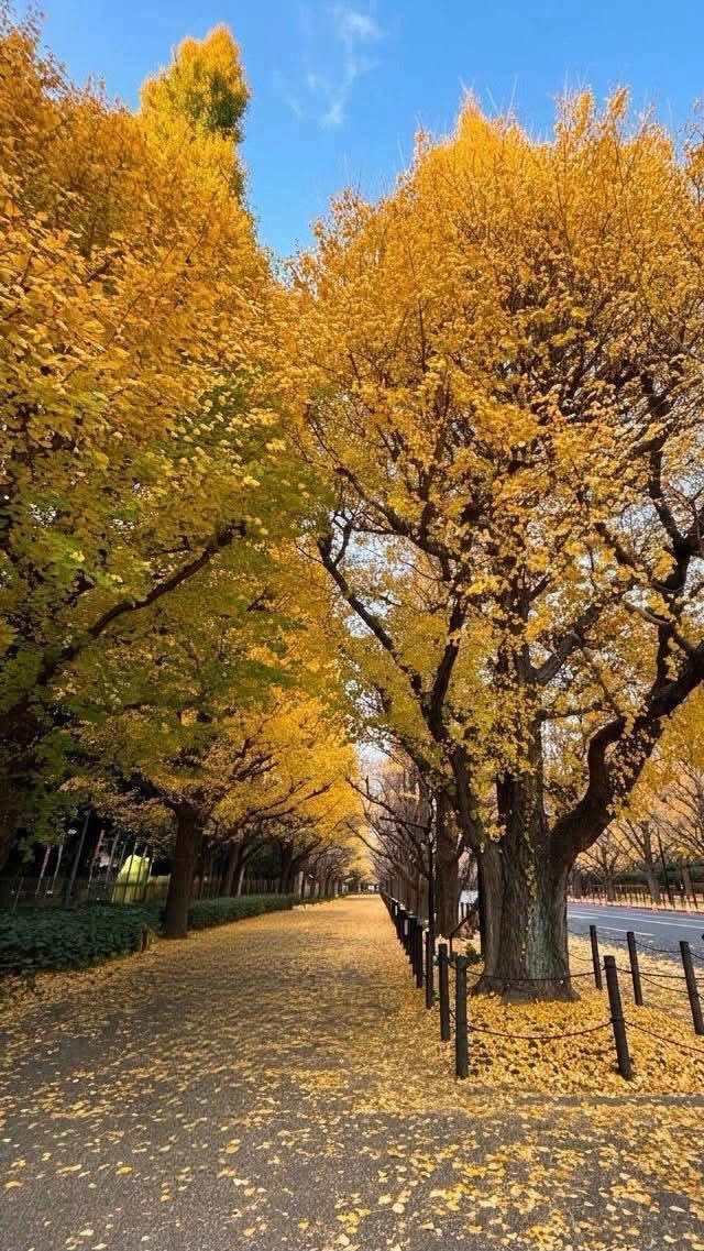 Japan Family Journey: 9 Days from Tokyo to Osaka — OlaChill day tour