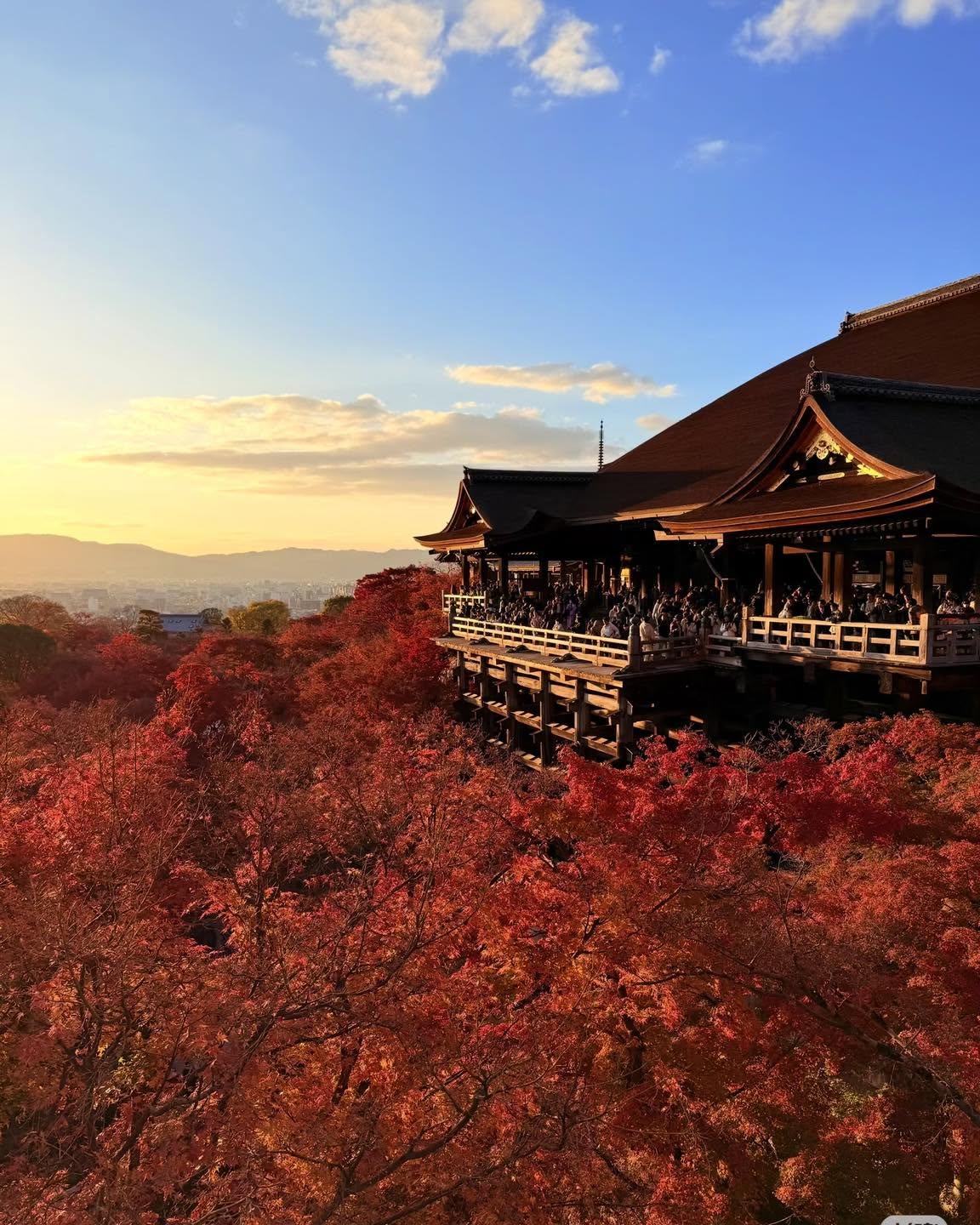 Japan Autumn Leaves Tour: 10 Days from Tokyo to Osaka — OlaChill day tour