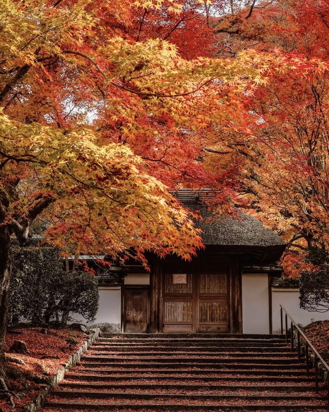 Japan Autumn Leaves Tour: 10 Days from Tokyo to Osaka