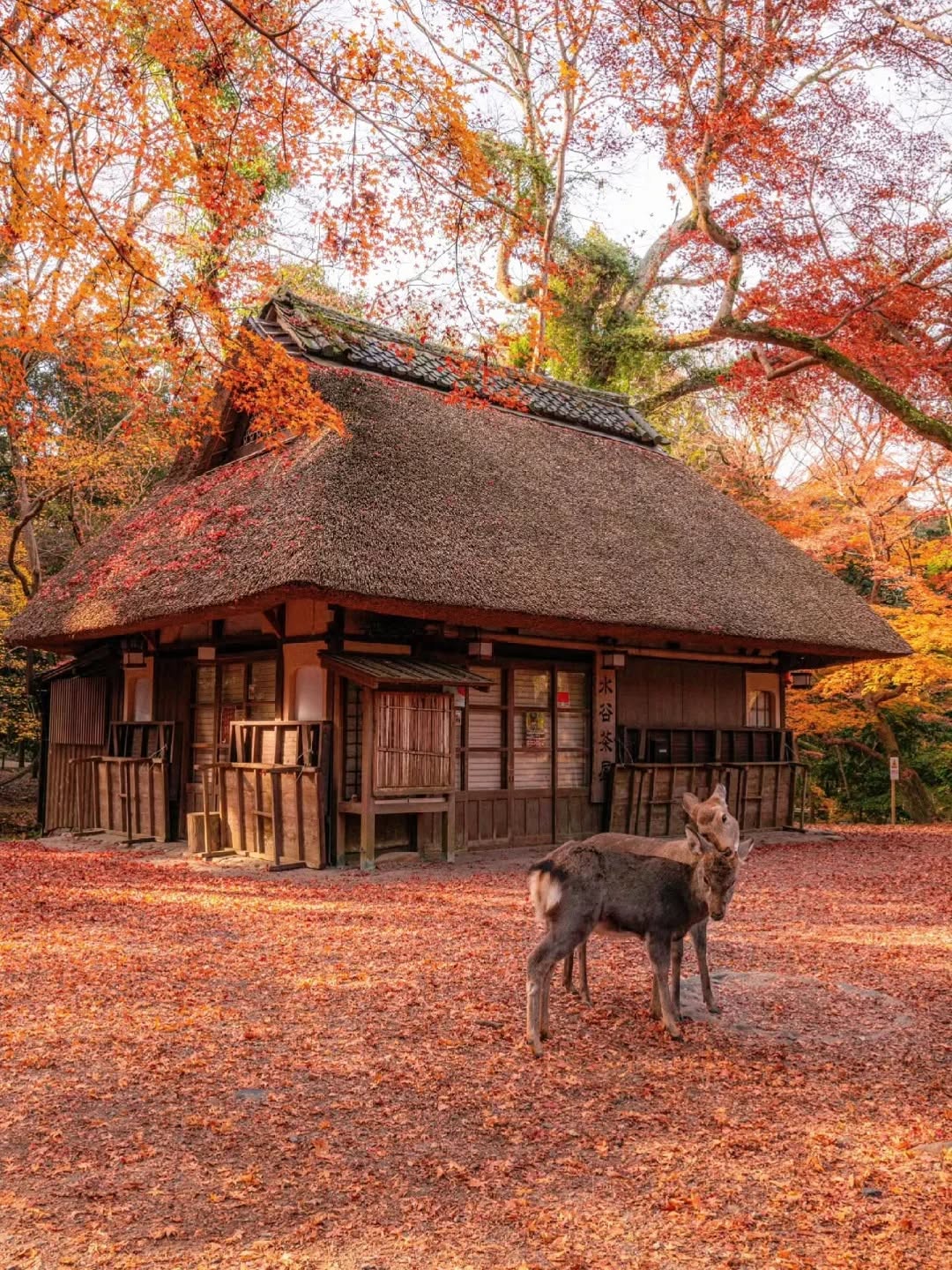 Japan Family Journey: 9 Days from Tokyo to Osaka