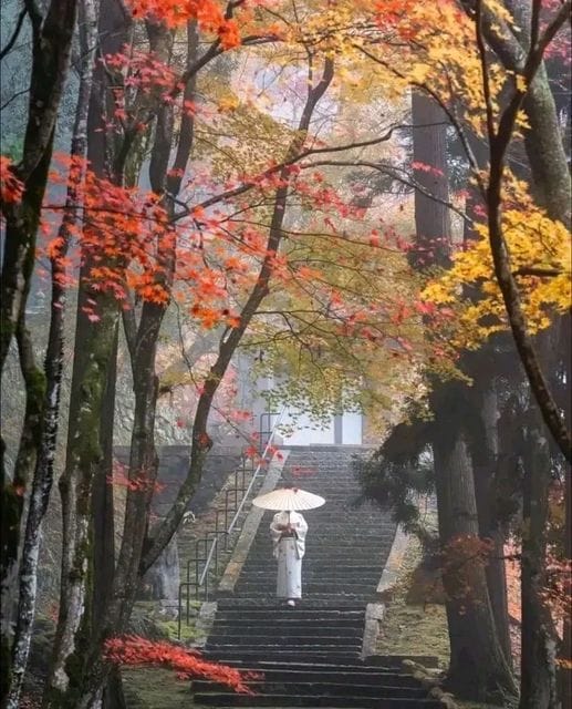 Autumn maple leaves framing a temple staircase — Japan koyo