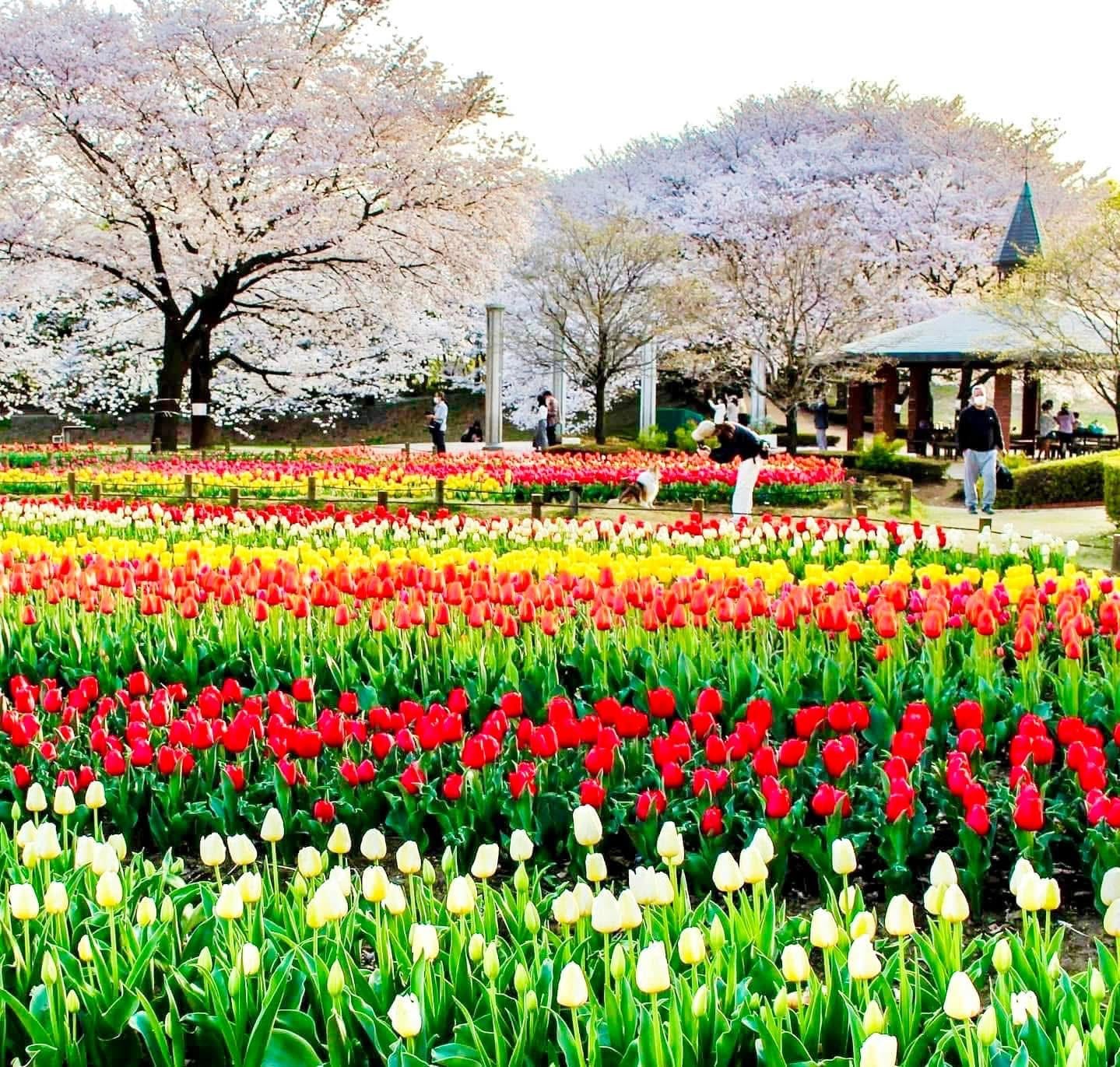 7-tägige Japan-Reise zur Kirschblüte – Sakura-Höhepunkt-Route + genaue Daten