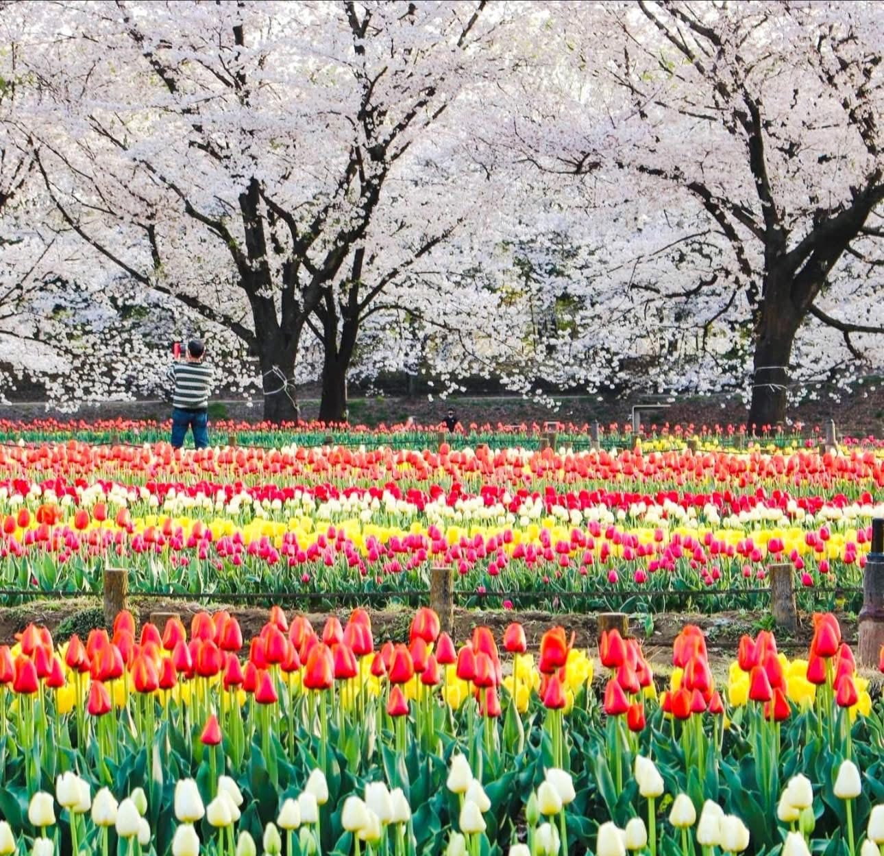 Rebun Island – Japan's Northernmost Alpine Wildflower Island